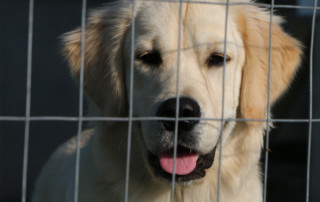 dog fence