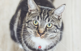 Hug your cat, and don't forget about pet insurance from Miller-Schuring Agency